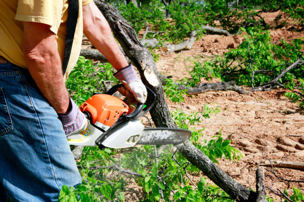 Best Emergency Tree Service  in Eagle River, WI